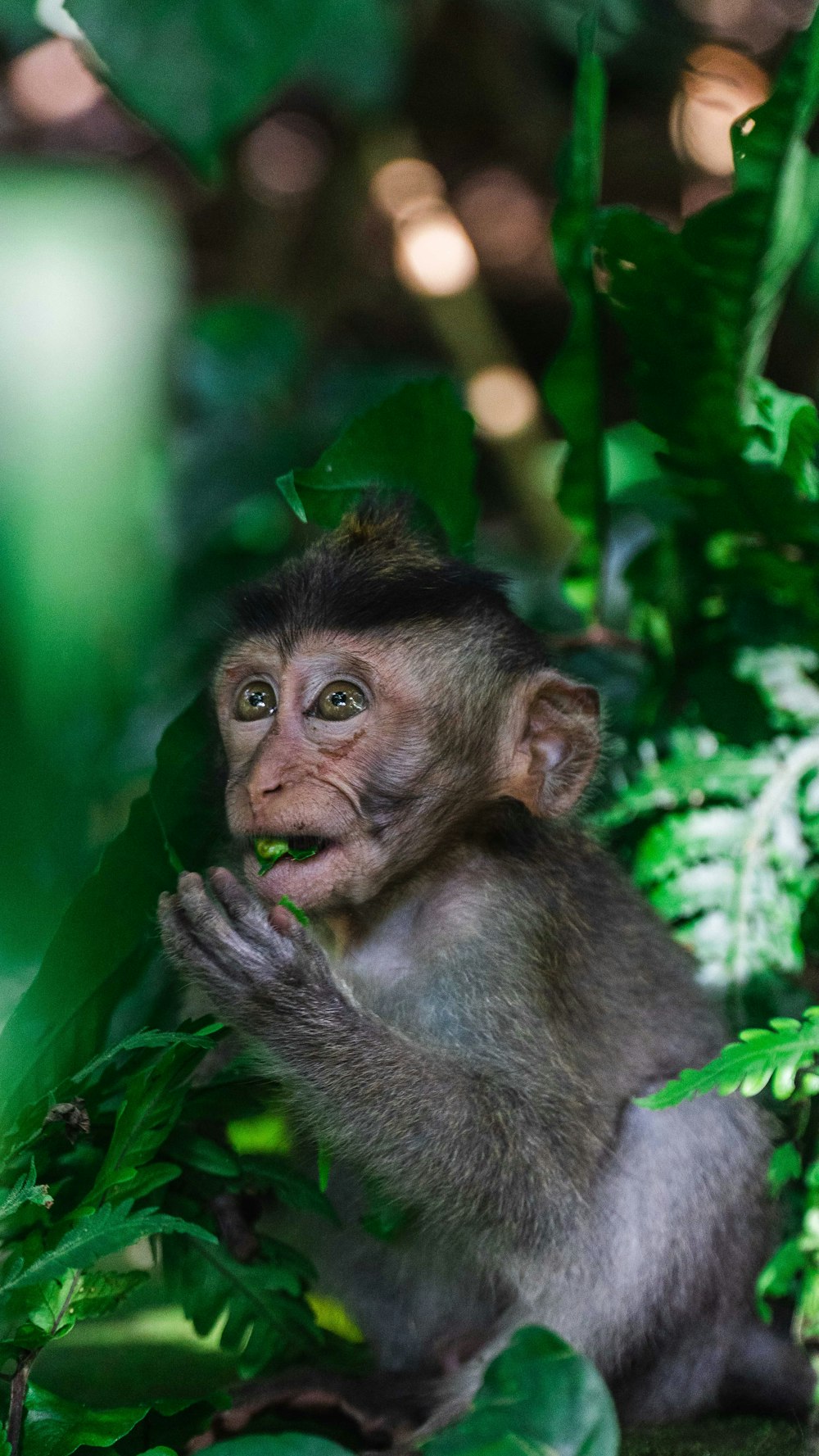 selective focus photo of brown and black primate