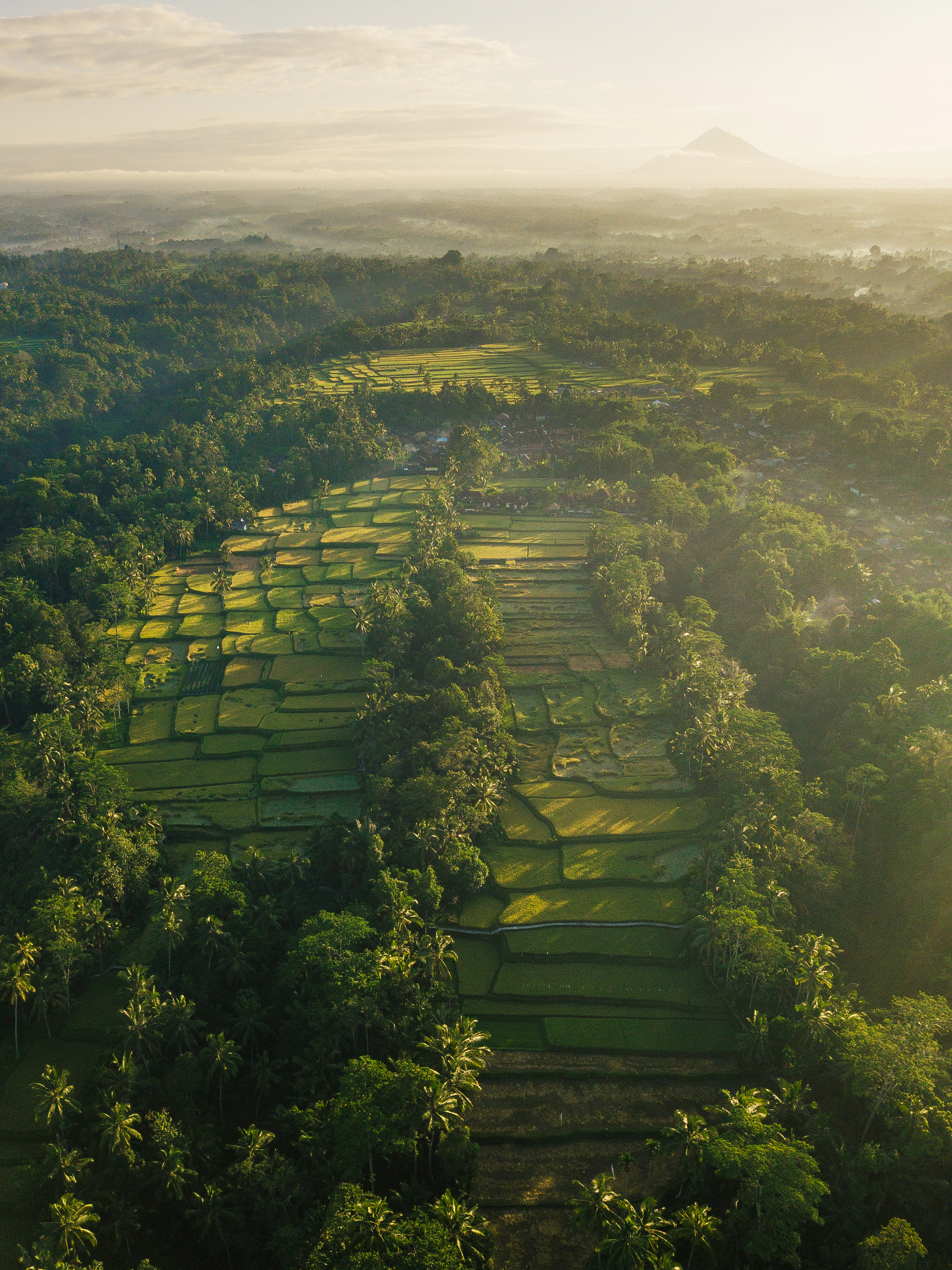 Rice fields from above