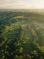 aerial view of ricefield