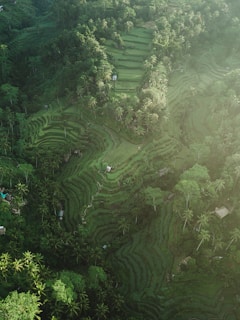 aerial photography of rice terraces during daytime