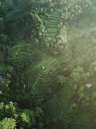 aerial photography of rice terraces during daytime
