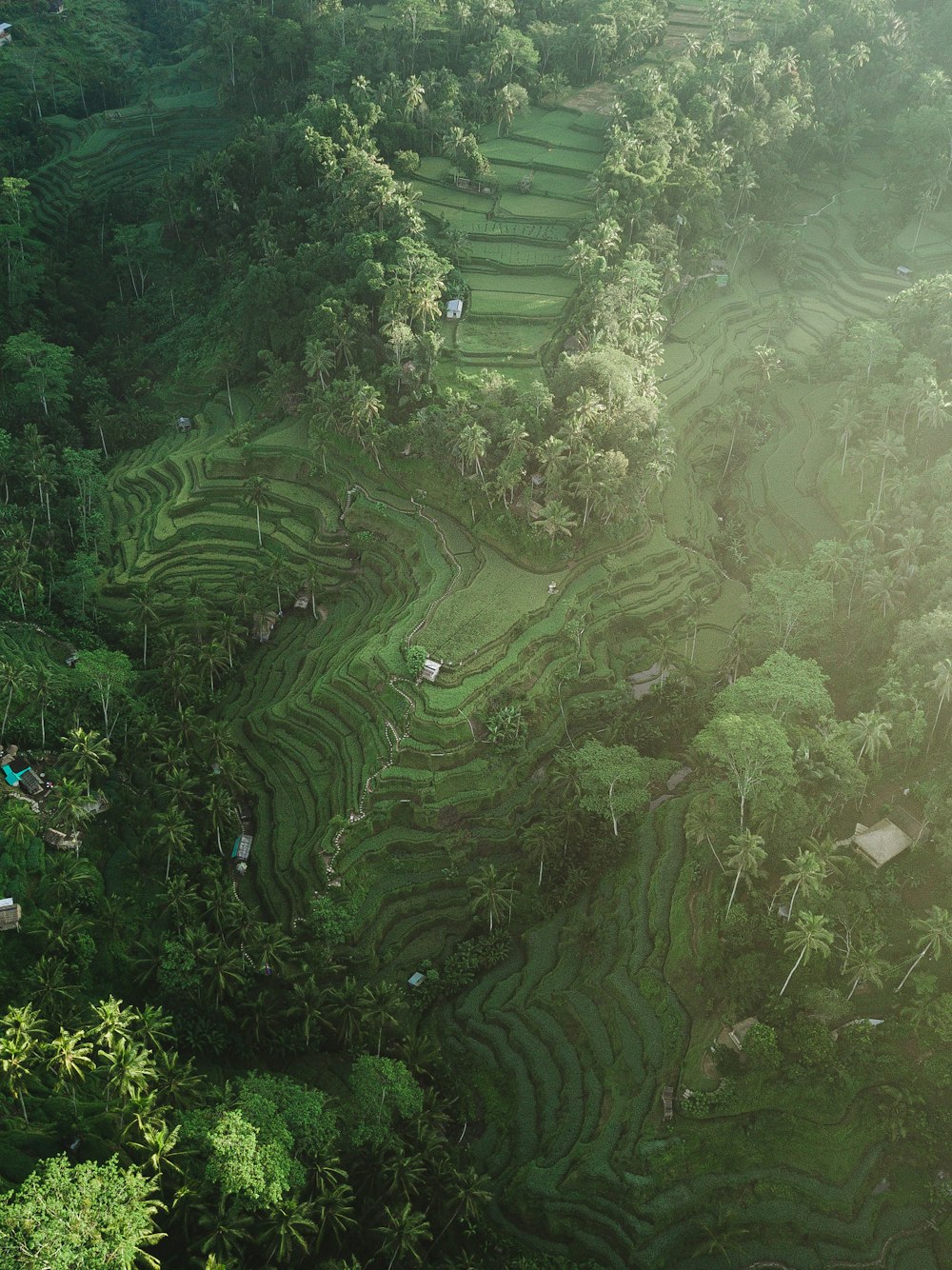 Photographie aérienne de rizières en terrasses pendant la journée