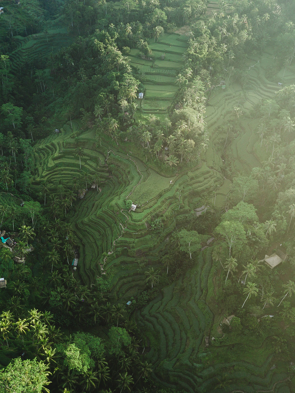 Emerald tiered rice terraces and morning sunlight filtering through Tegalalang