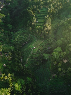 aerial photography of rice terraces during daytime