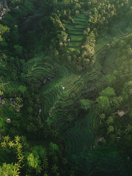 aerial photography of rice terraces during daytime