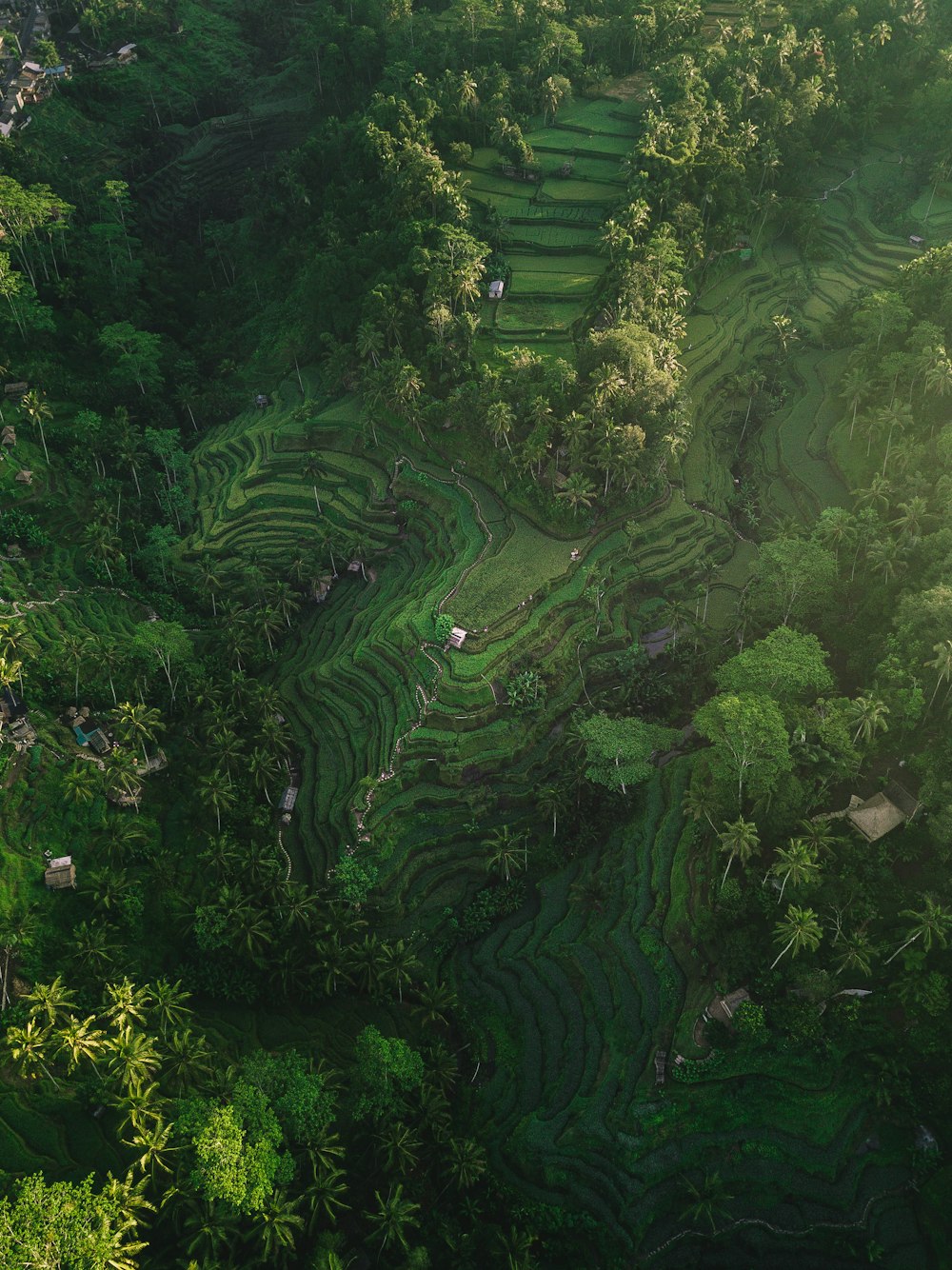 Photographie aérienne de rizières en terrasses pendant la journée