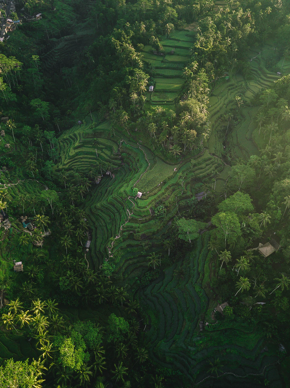 Rice terraces in the hills of Bali seen from above, curving tiers of green paddies among coconut palms and scattered huts
