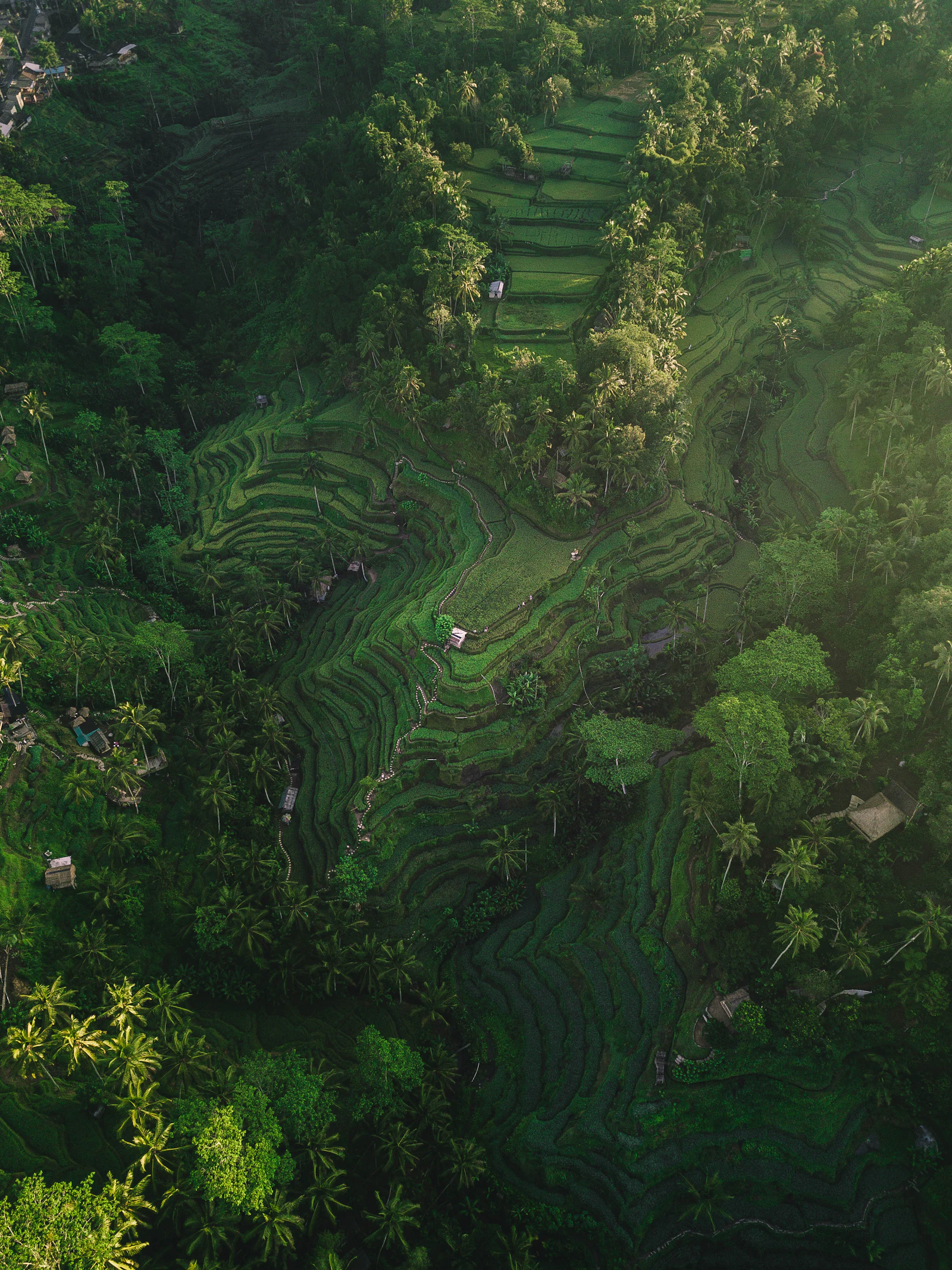 Tegallalang rice terraces, Bali