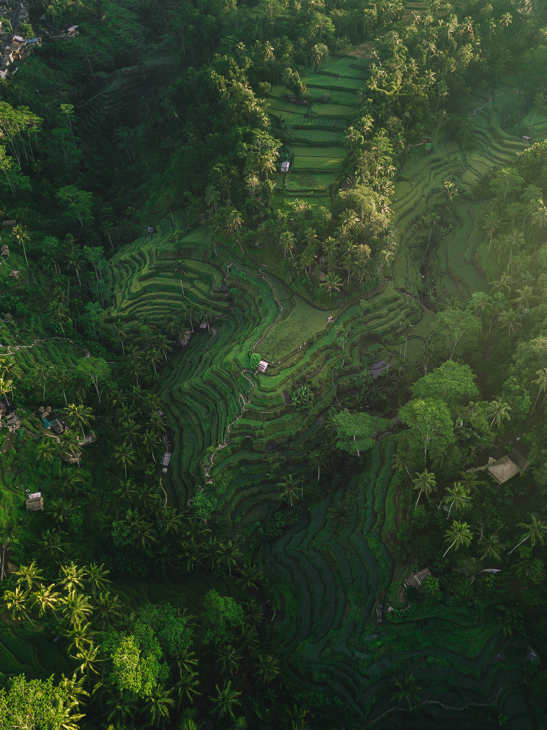 Bali · the geometry of rice terraces