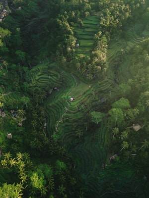 Ubud + Kintamani Tour