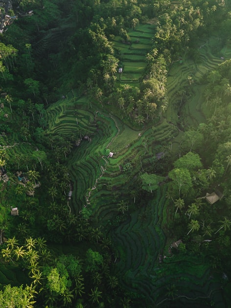 Aerial view of terraced rice paddies near Ubud, Bali