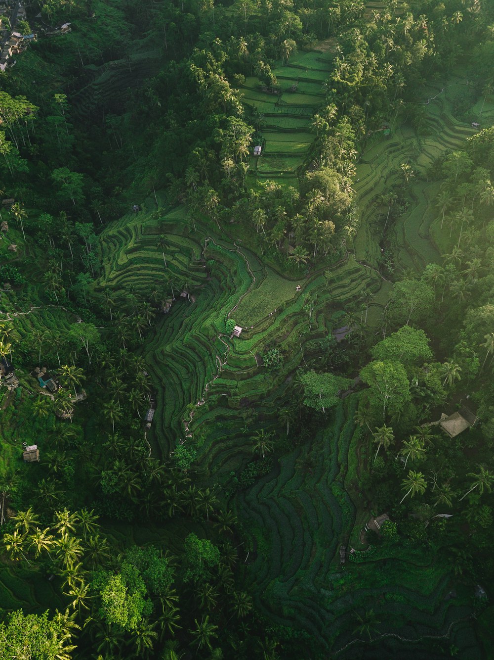 aerial photography of rice terraces during daytime