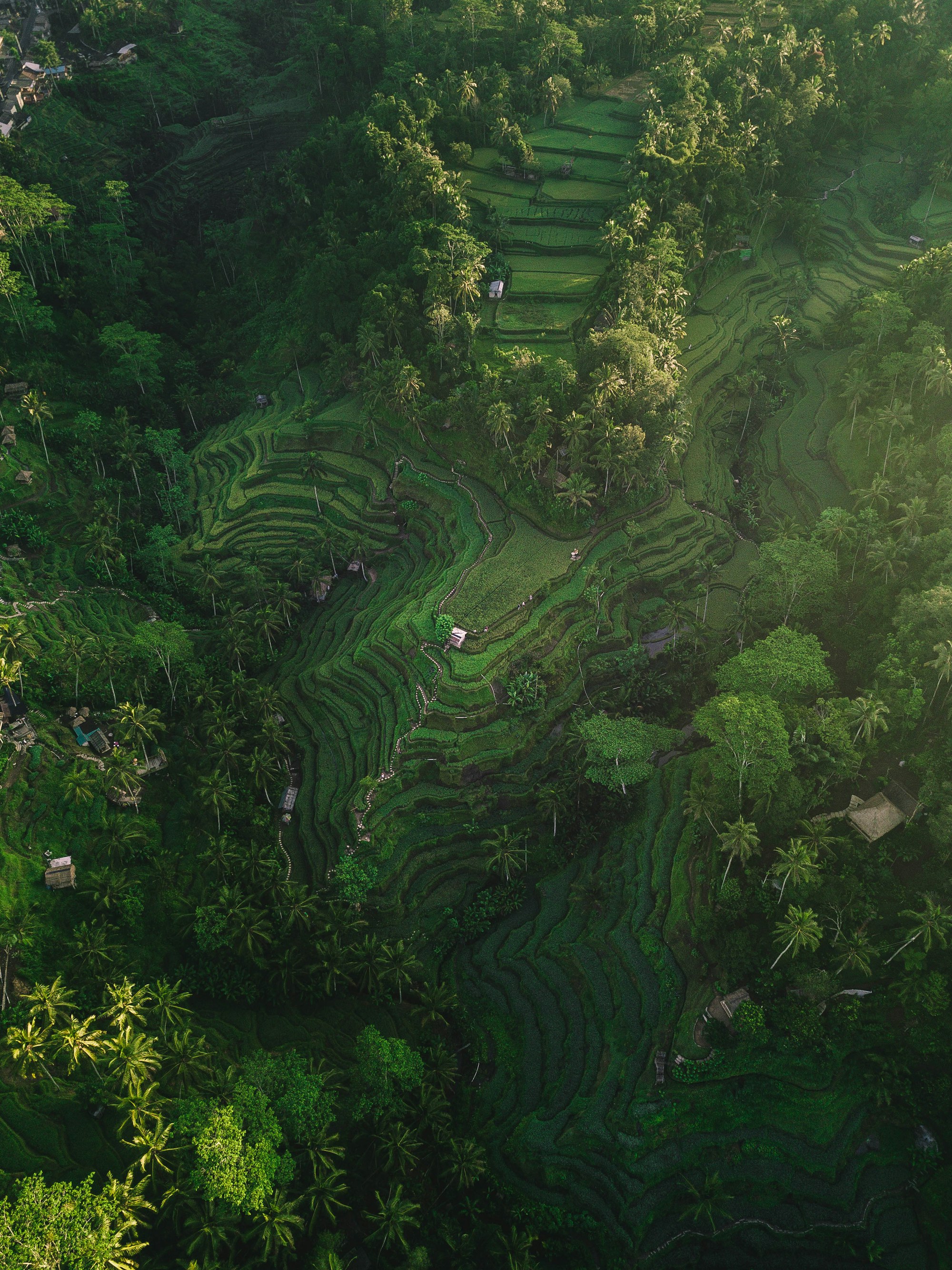 Bali Green Season