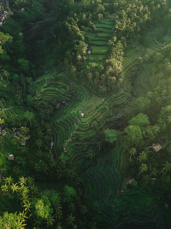 Terasering sawah Ubud, Bali