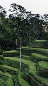 coconut tree at the farm