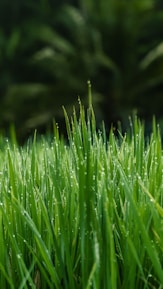 green grass field in close-up photo
