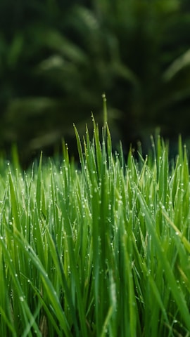 green grass field in close-up photo