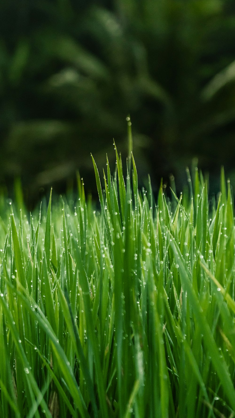 green grass field in close-up photo