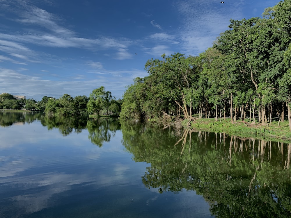 trees by the lake