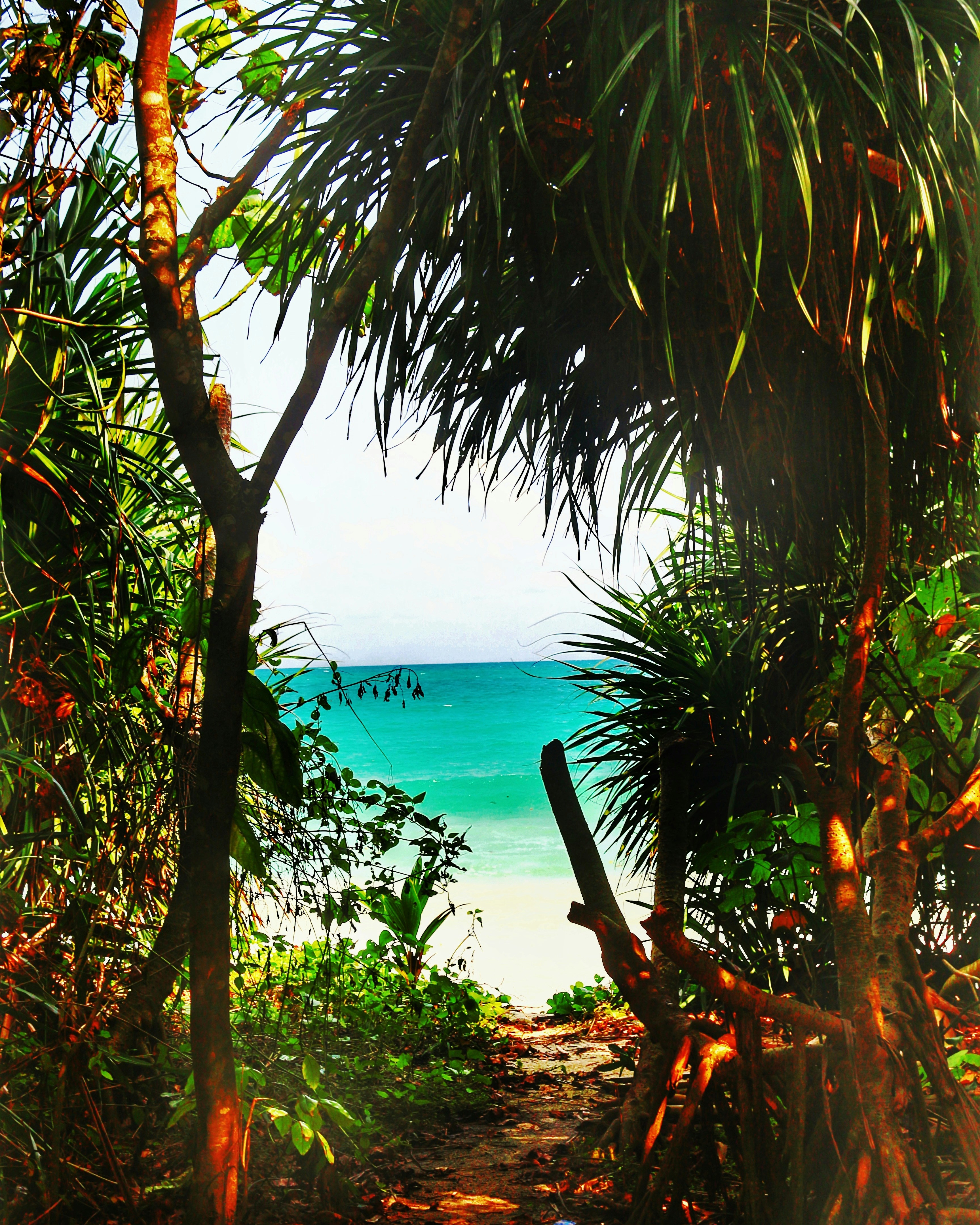 My favourite places on earth are the wild waterways where the forest opens its arms and a blue sea folds me into its embrace.🌊🌴🌾🖤
The clearest way into the sea is through a forest wilderness.🌳☮️❣️