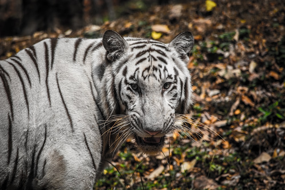 albino tiger