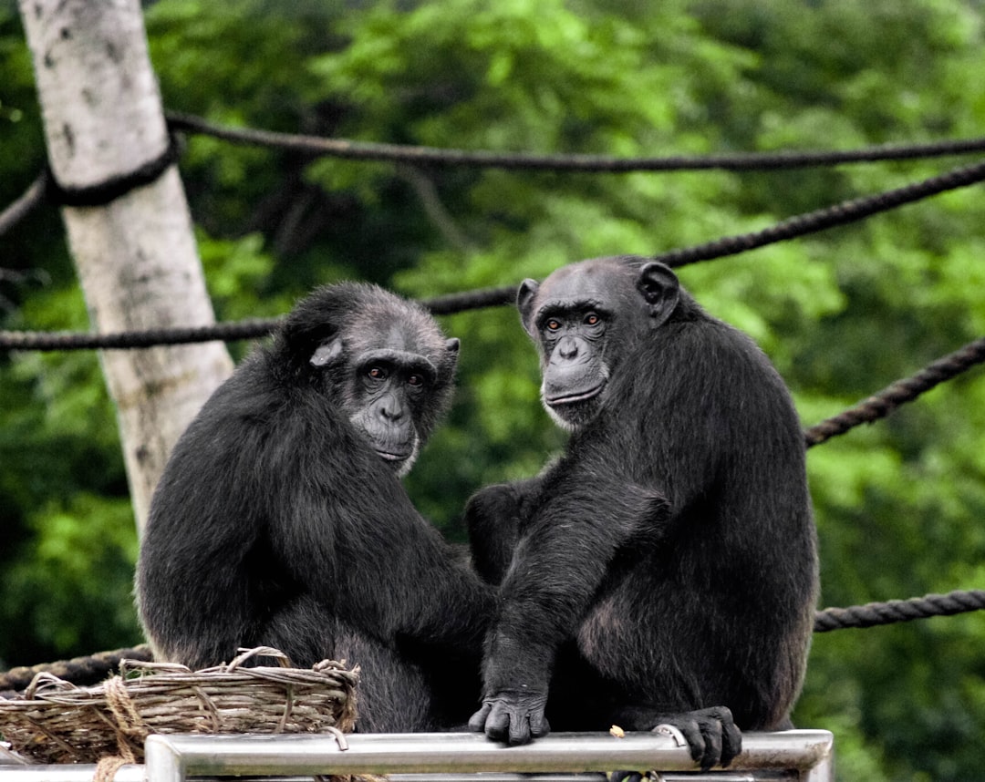  two black monkeys chimpanzee