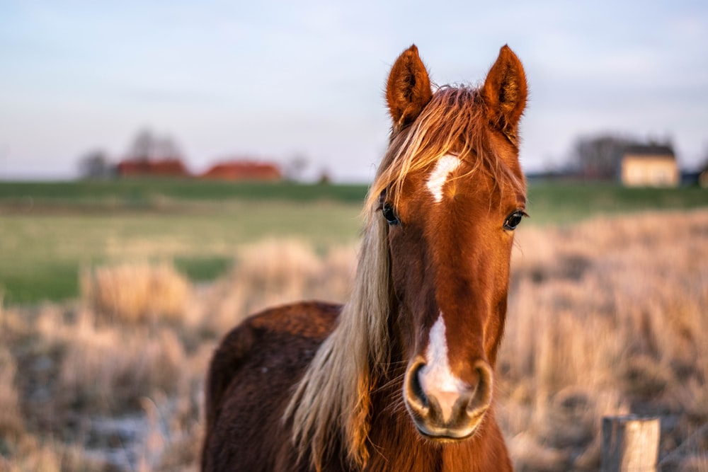 brown and white pony at farm field