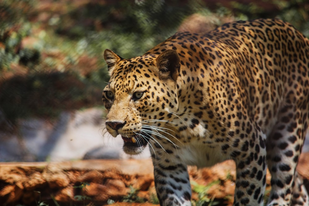 brown leopard during daytime