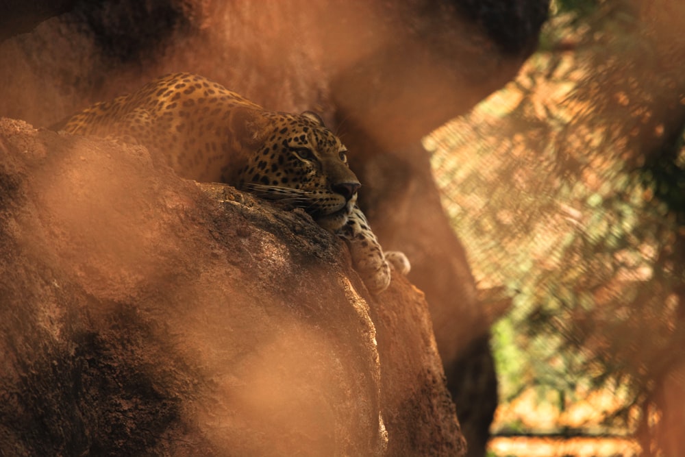 leopard lying on rock