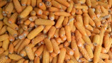 pile of corns