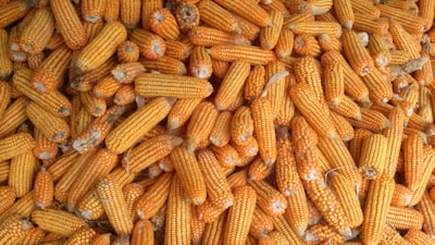 pile of corns corn zoom background