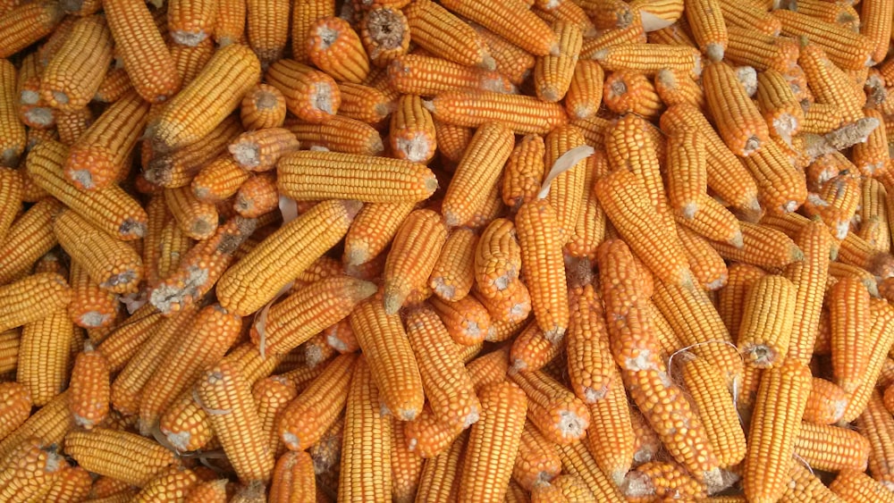 pile of corns