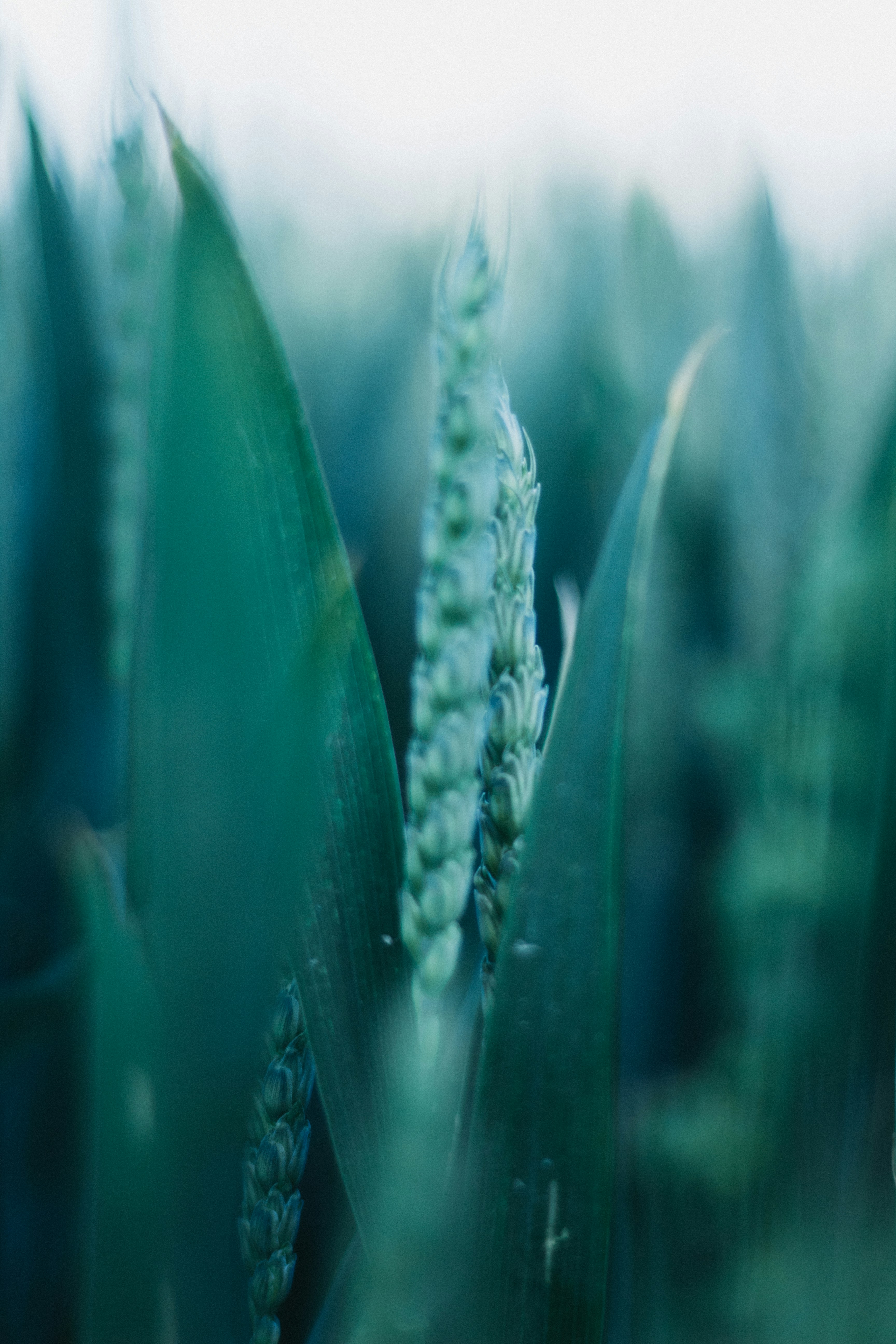 a close up of a plant with a blurry background