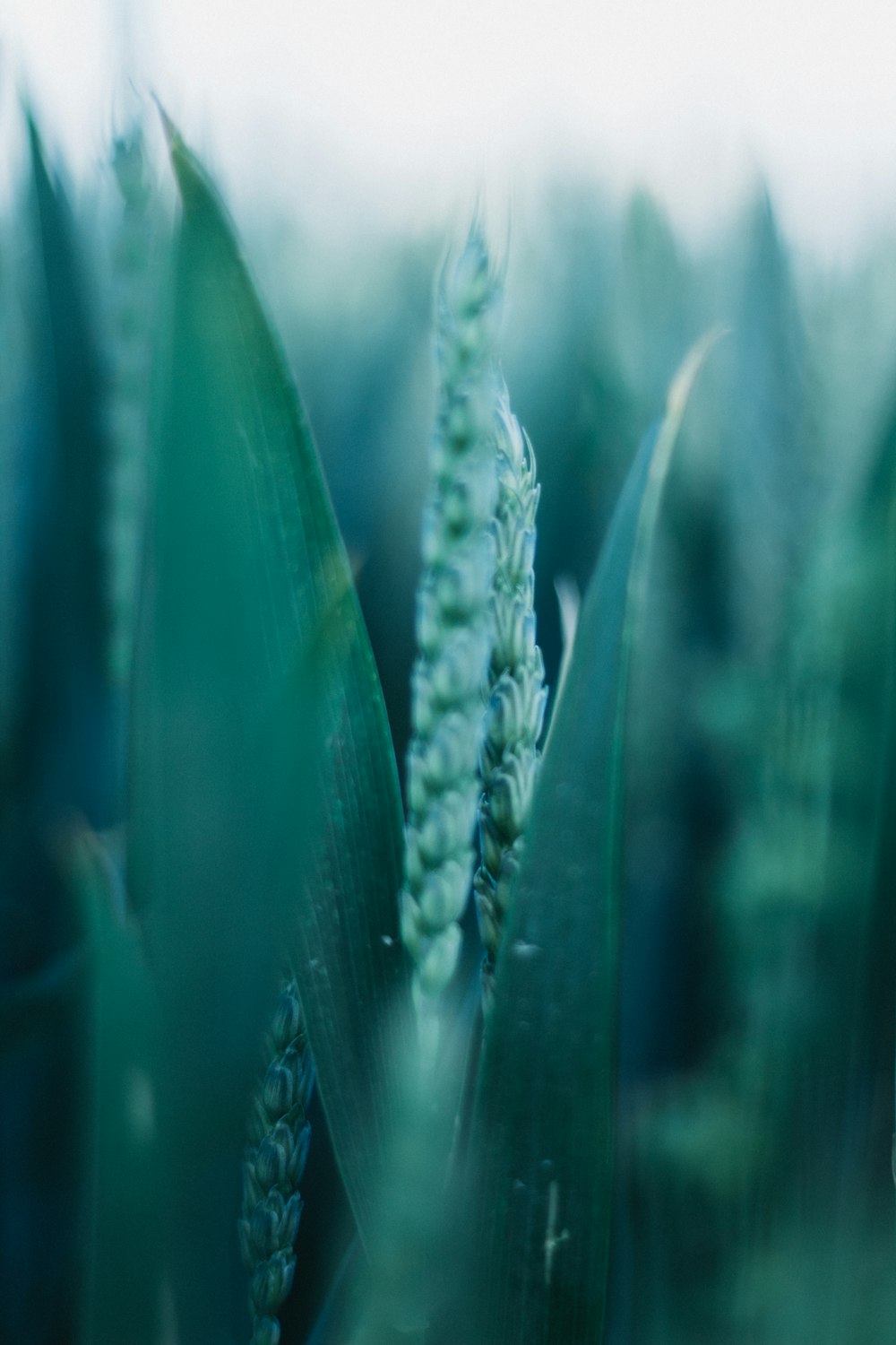 a close up of a plant with a blurry background