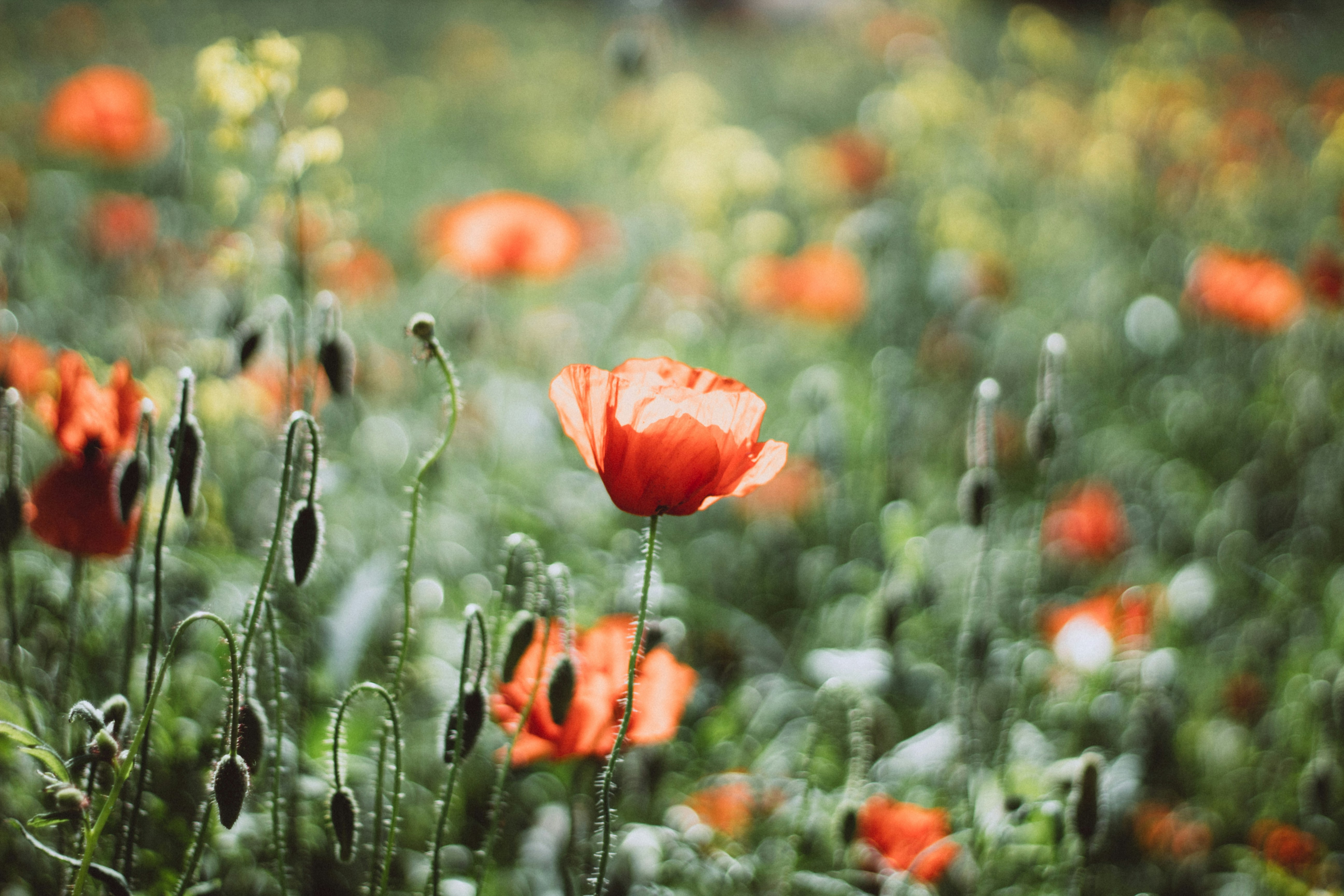 Photo by kozyrka_kate