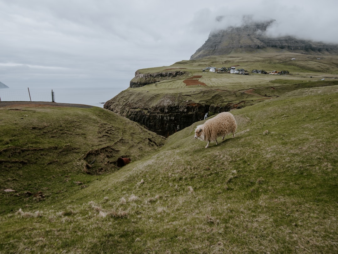 brown sheep on green field