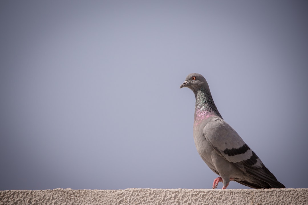 gray pigeon on brown concrete wall