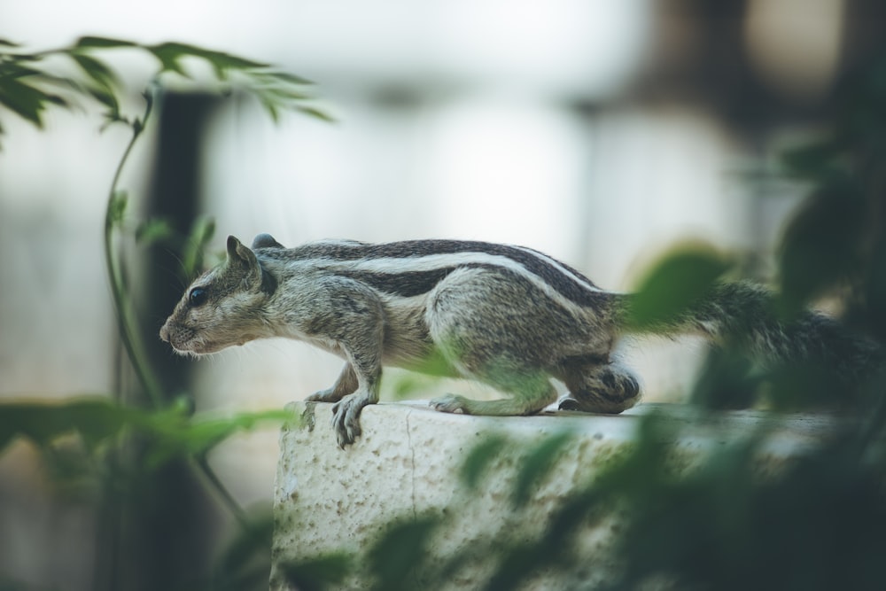 gray and black rodent