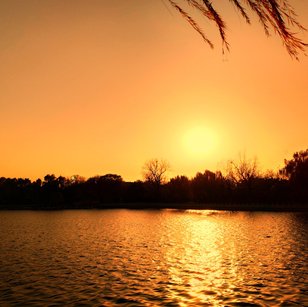 silhouette photo of tress near calm body of water