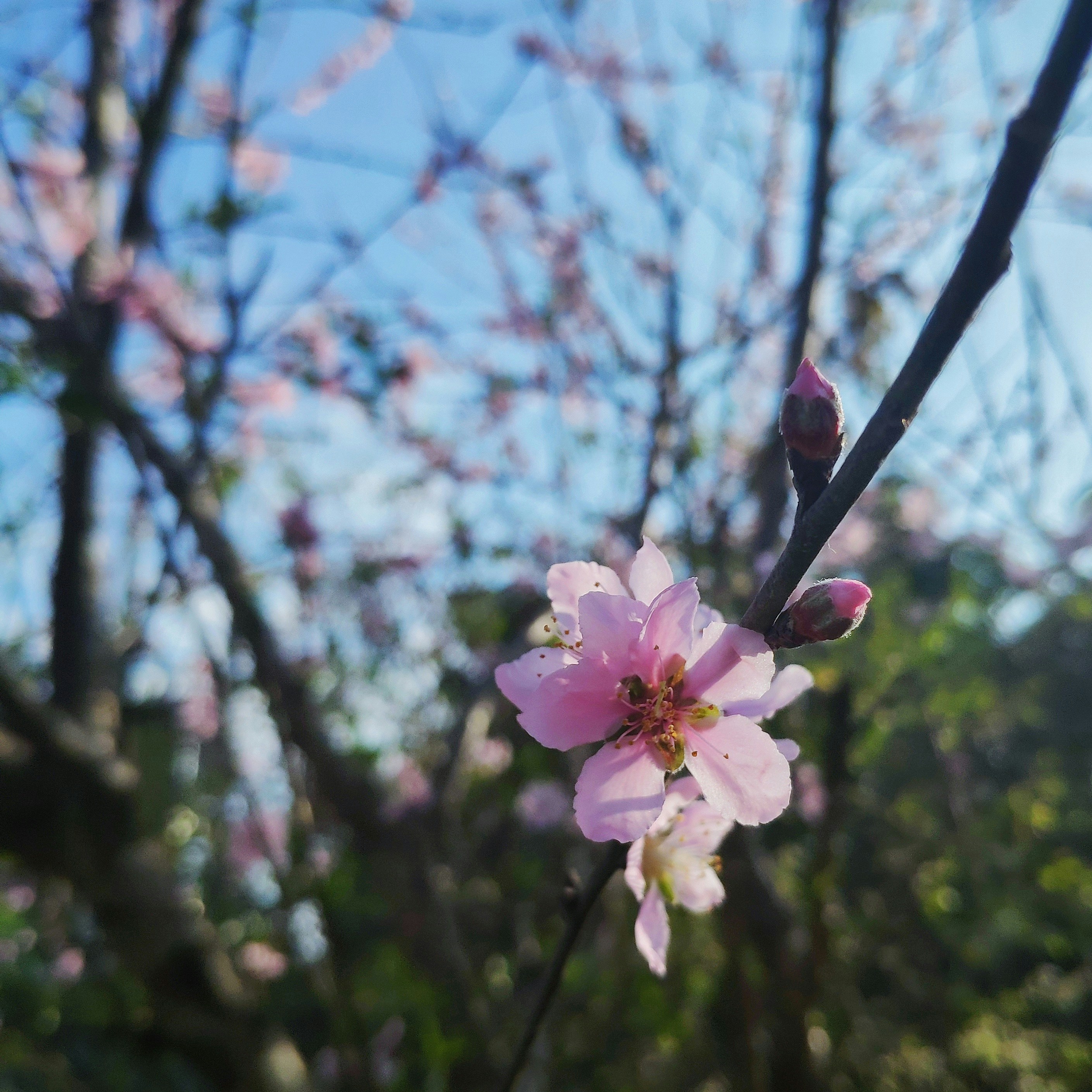 pink cherry blossoms at daytime