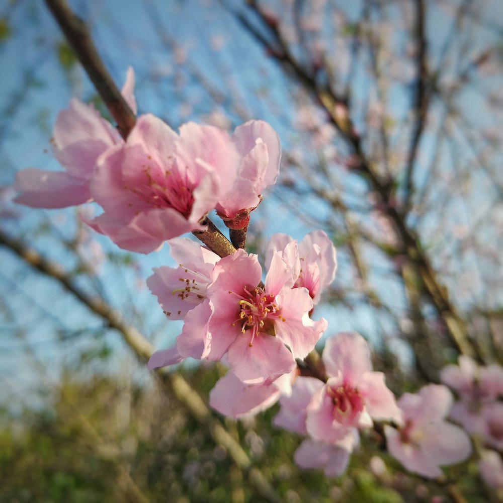 pink cherry blossom