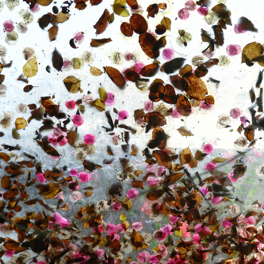 pink petaled flower and brown leaf