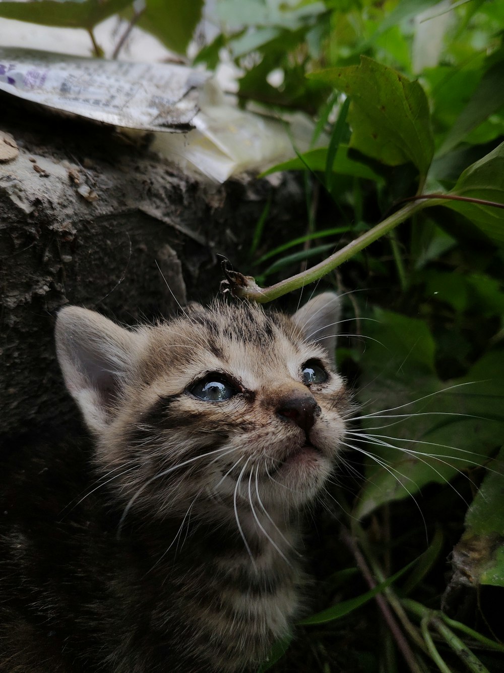 brown and gray kitten