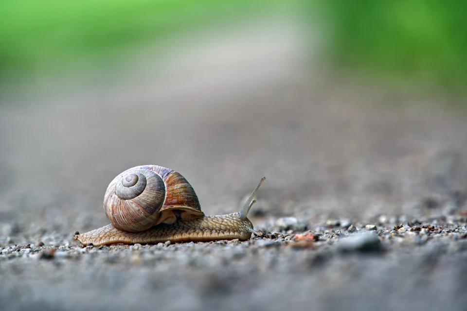 The image shows a snail making its way across a gravel path. The snail, with its brown shell and white spiral pattern on top, is moving towards the right side of the frame. The gravel path is situated next to a grassy area, providing a natural setting for this slow-moving creature.