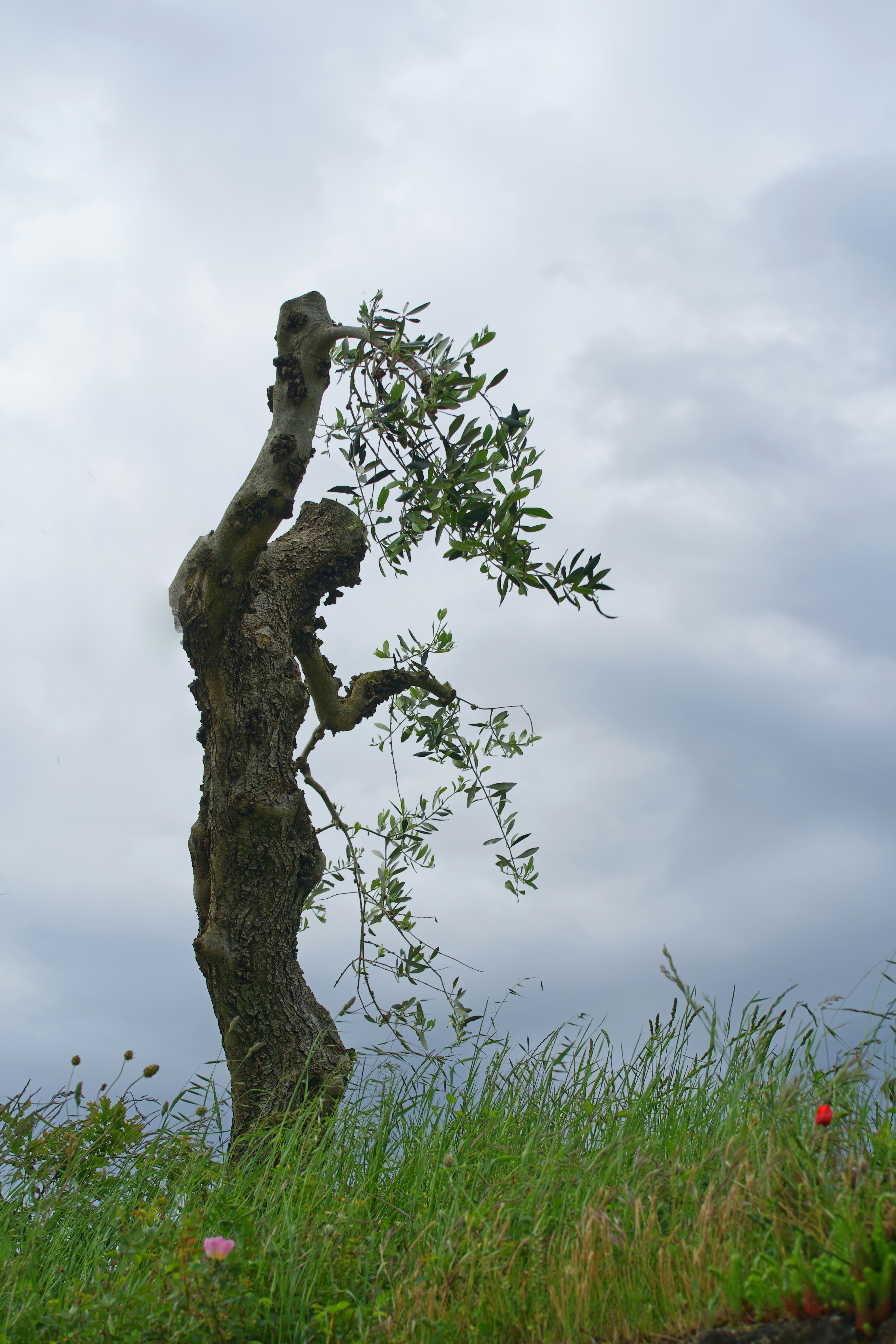 Olive Tree Pictures | Download Free Images on Unsplash