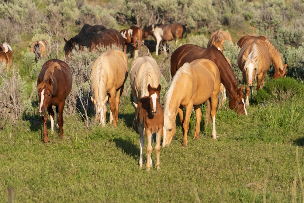 Lot de chevaux de couleurs assorties