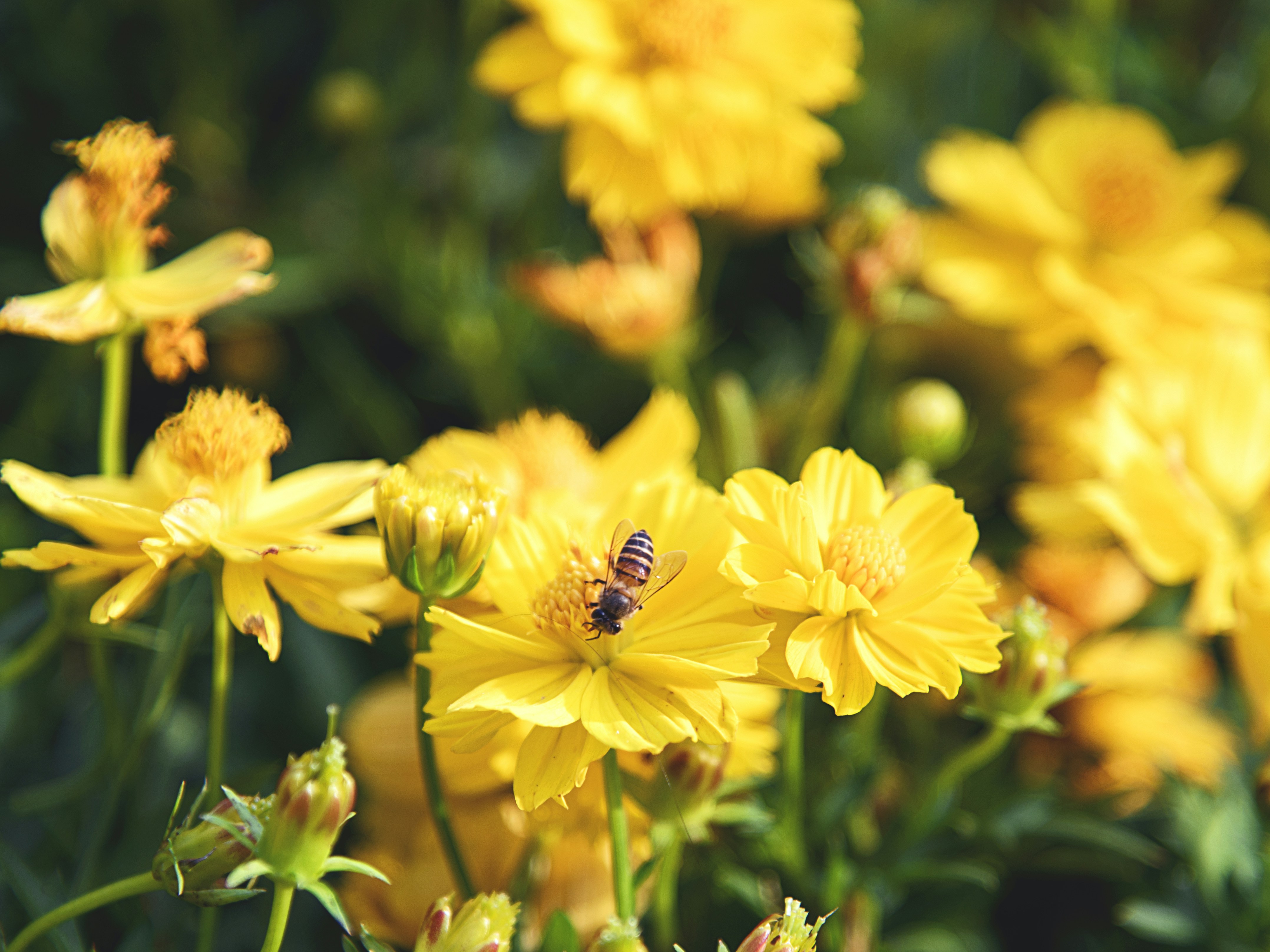 Photo by khanhtrung5492