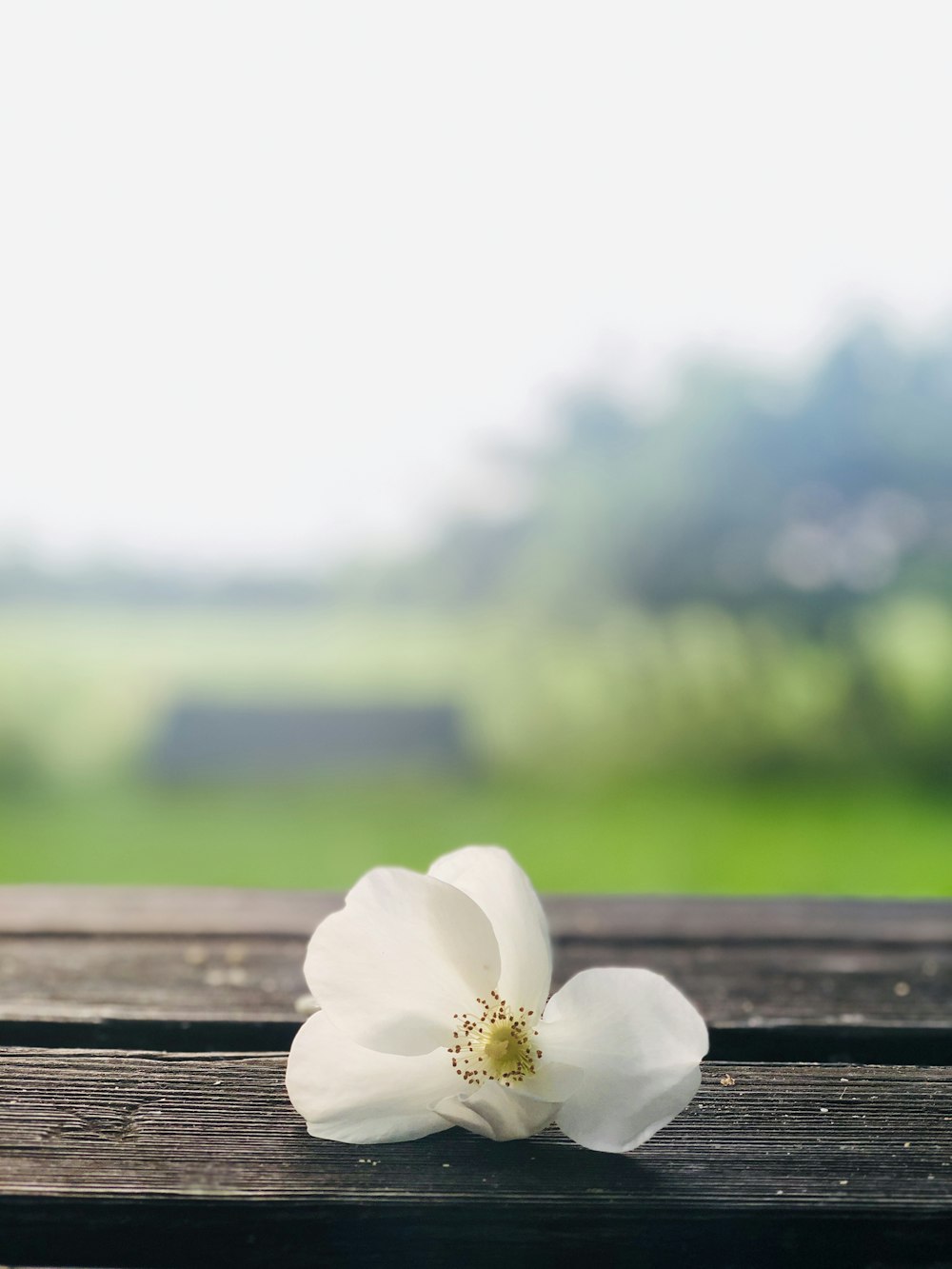 close-up photo of white petaled flower