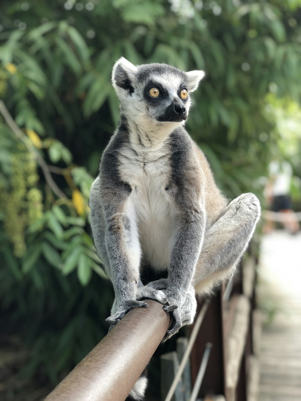 灰色と白の4本足の動物