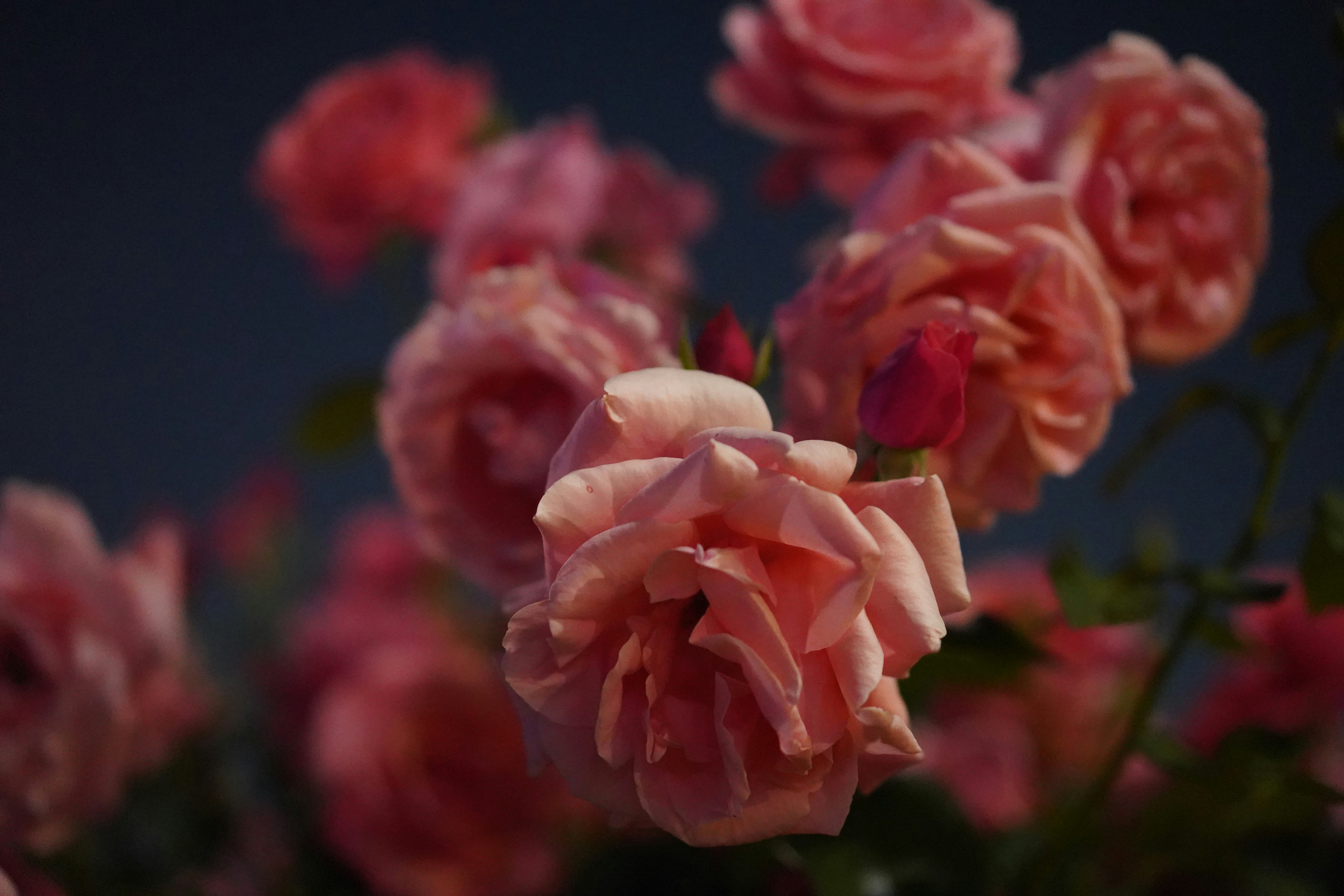 Photo by veronica_r2